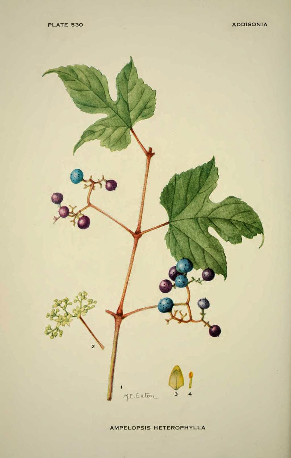 Виноградовник разнолистный — Ampelopsis heterophylla